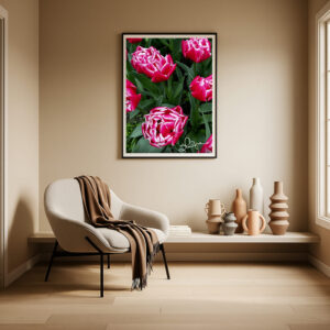 Tulips at K